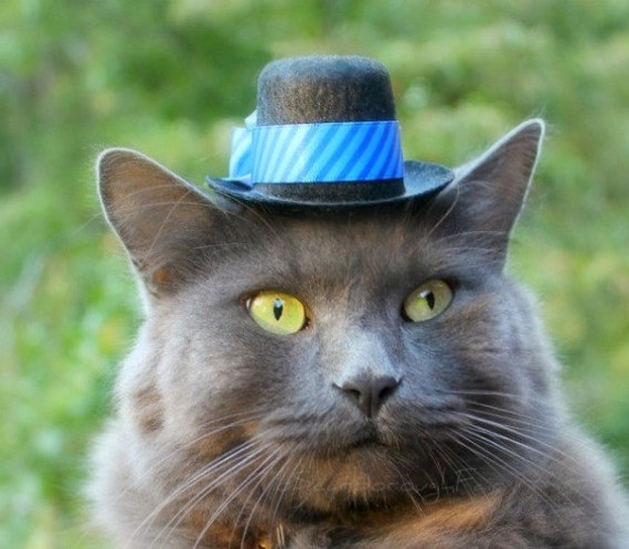 Top Hat for Cats and Dogs Olympian Blue by ToScarboroughFair