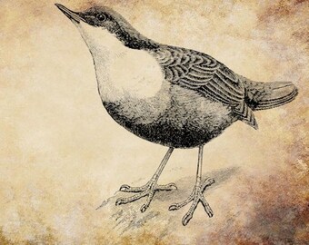 Dipper Bird clip art png file Digital graphics Image Download animals nature printables