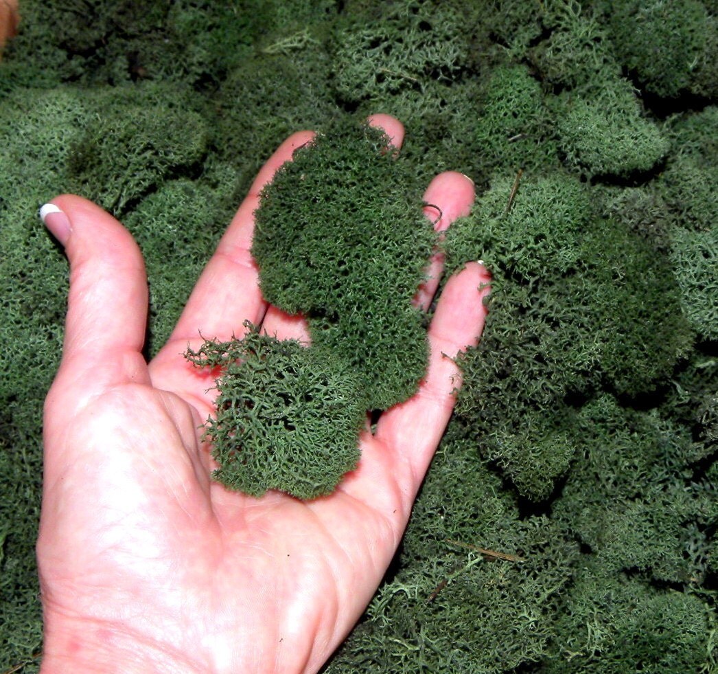 Preserved Basil Green Reindeer mossDeer foot mossFluffy