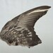FANCY PIGEON WING (item B) real bird part for taxidermy crafts, feather jewelry, hair accessories, hats, masks, and costume making