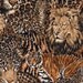 Wild Jungle Animal Cotton Print Fabric - Robert Kaufman