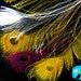 5 pieces - GOLDEN BURGUNDY MIX Peacock sword with eye unique feathers : %