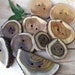Wood Buttons - Amazing Wooden Ohio Tree Branch Button Assortment - Great for Journals, Pillows, Handbags, Crochet, Knitting and Sewing