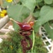 Garden art, urban garden, plant stake, garden bird plant stake