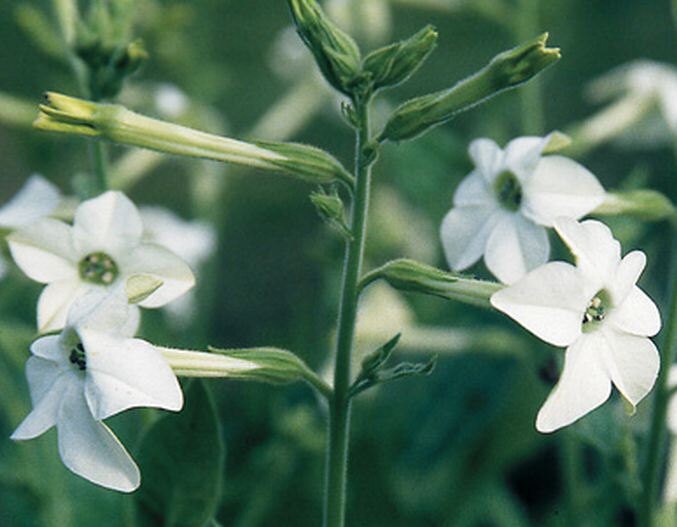 Nicotiana Jasmine Tobacco Highly Fragrant White Flowering