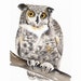 Original Watercolor ACEO Art Bird - Owl - Painted by Lorisworld