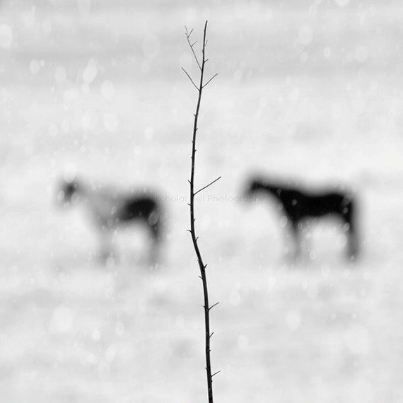 horse photography equestrian photography winter photography