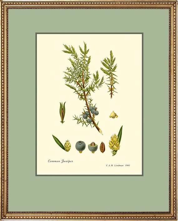 Botanical print Common Juniper 12x16 print by PosterPlace on Etsy