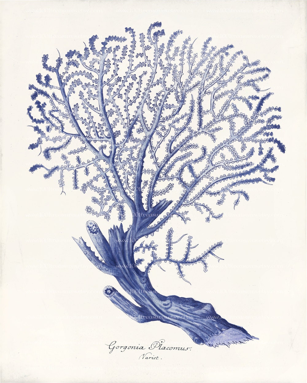 Antique Blue Coral Art Print 8 x 10 Natural History