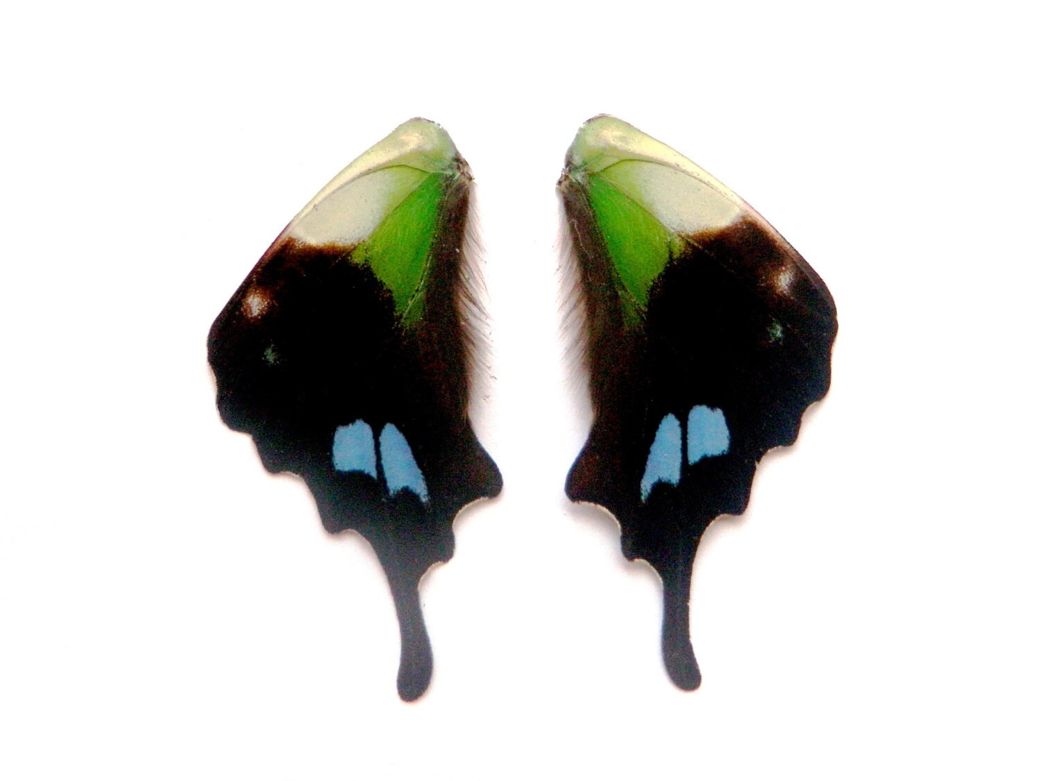 Real butterfly wings in bulk for crafting and art projects 5