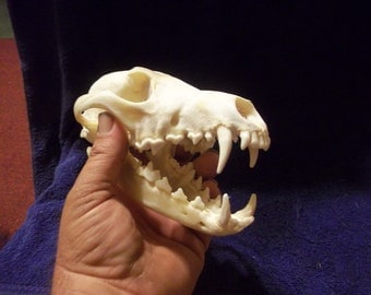 Real animal bone Coyote Skull parts teeth k-9 crafting man cave home decor dog wild weird