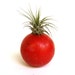 Air Plant in Reclaimed Croquet Ball Halloween Orange