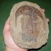 Trilobite Display Specimen. No repairs. Very high quality display piece.