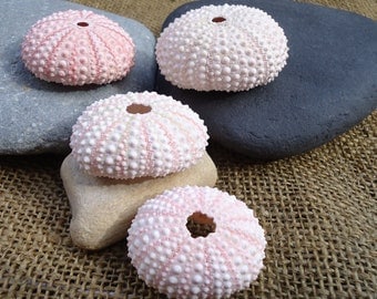 1"-2" Pink Sea Urchin Shell Perfect for Mounting Tillandsia