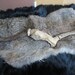 SALE Pathological Deformed Deer Antlers