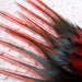 Black and Red Feathers for Crafts Feathers, Qty14