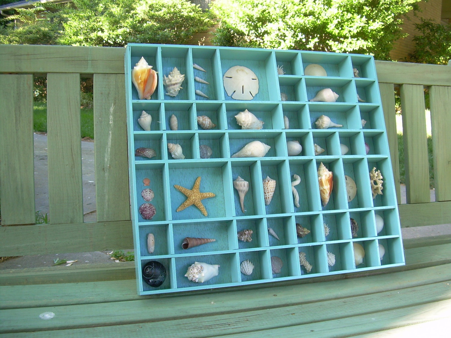 Shell Collection in a Turquoise Printer's Tray