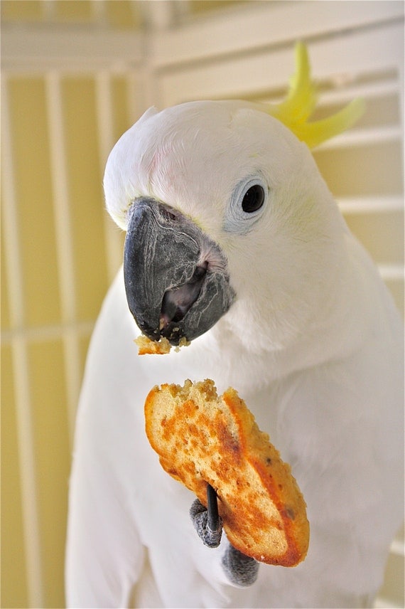 Items similar to Bird Food Bird Treats,bird pancake mixbird bread