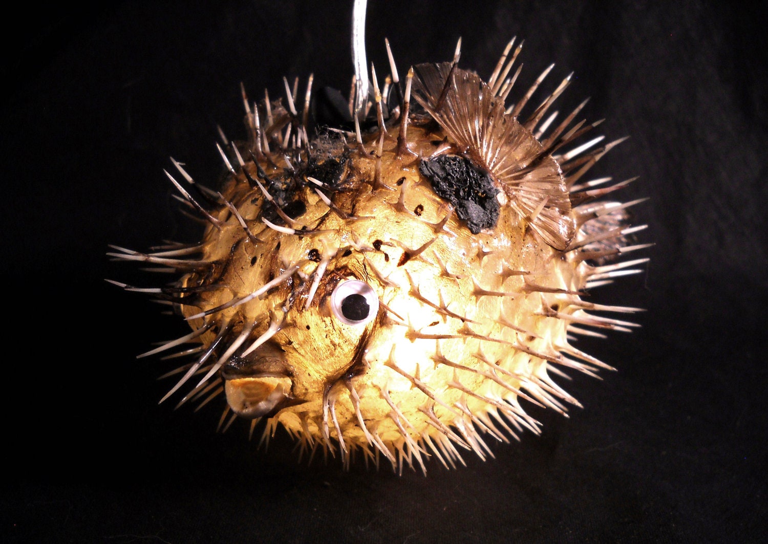 710 Hanging Light Puffer Fish Real Blowfish Lamp