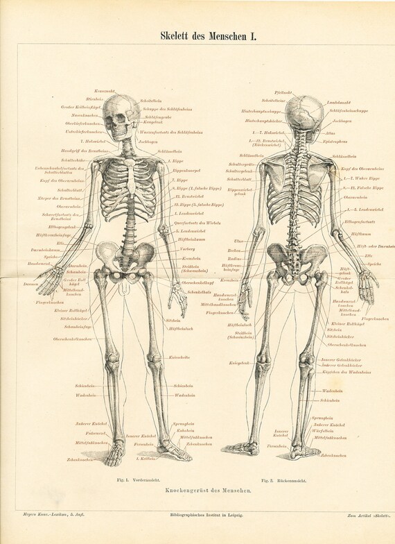 Human skeleton19th century anatomy chart : Antique 1890s