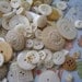 80 Antique Lady's Buttons in Whites