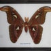 Real Attacus Atlas Moths(M) Butterfly Insect Gift Taxidermy in frame BTF17