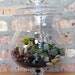 Totally Care-Free Maintenance-Free Terrarium