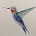 Hummingbird-Original Watercolor Painting