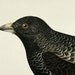 1840 Antique steel engraving of a BLACK LARK BIRD. 172 years old rare print.
