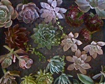 SUCCULENT Cuttings-BRIDAL PACKAGE 3- Succulent Wedding, Wholesale, Suculent Centerpieces, Succulent Bouquets, Wedding Favors