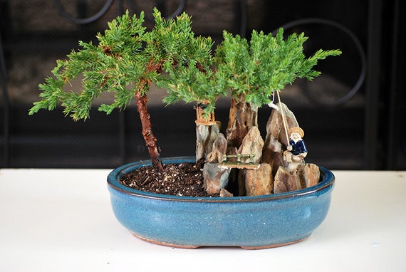 Live Zen Juniper Bonsai  Tree Free Shipping Nice Gift