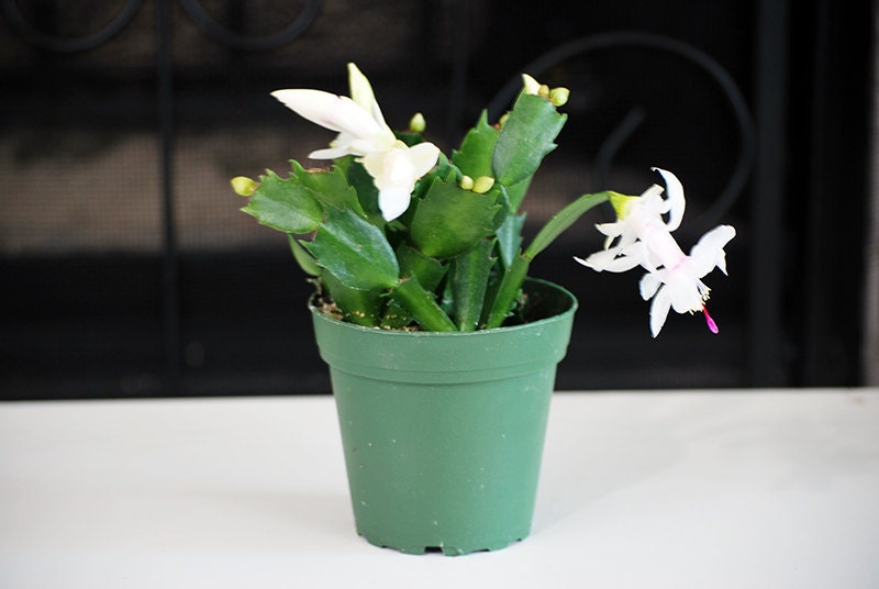 White Christmas Cactus 4'' Pot