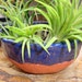 Cobalt Over Terracotta Pinched Bowl with Crosses, Tillandsia, Condiments, Trinkets, Incense Bowl, Whatever, hiddenfirepottery