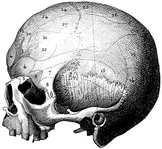 Human skull Medical cabinet Wall chart 36 by mapsandposters