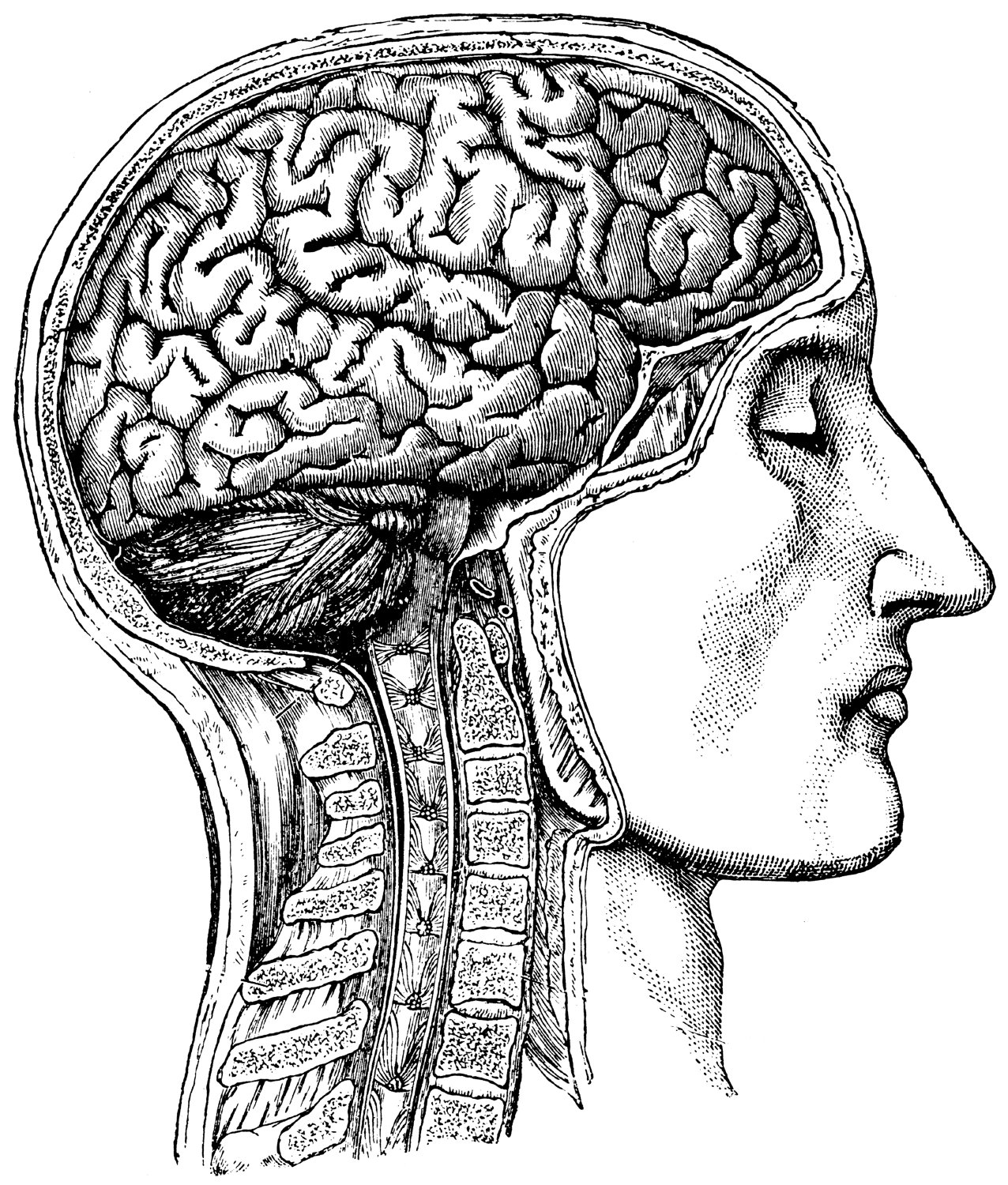 Human brain Anatomical Medical Skull anatomy 54