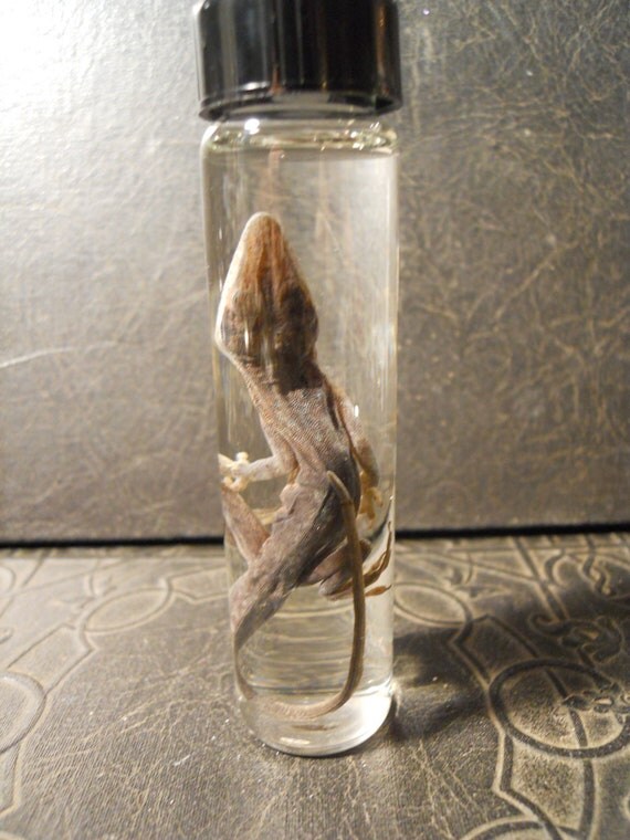 Lizard in a Jar Wet Specimen Wet Taxidermy Chameleon