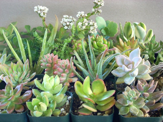 Succulent Plants 8 Live Potted Collection by SucculentSalon