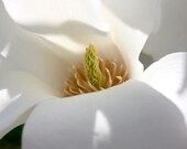 White Magnolia - Garden/Woodland Photography- Color 11x14 Print- Home & Office Decor