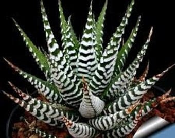 Succulent Plant. Zebra Plant. Green upright rosette with leaves covered with white, raised bands of zebra stripes. Drought resistant