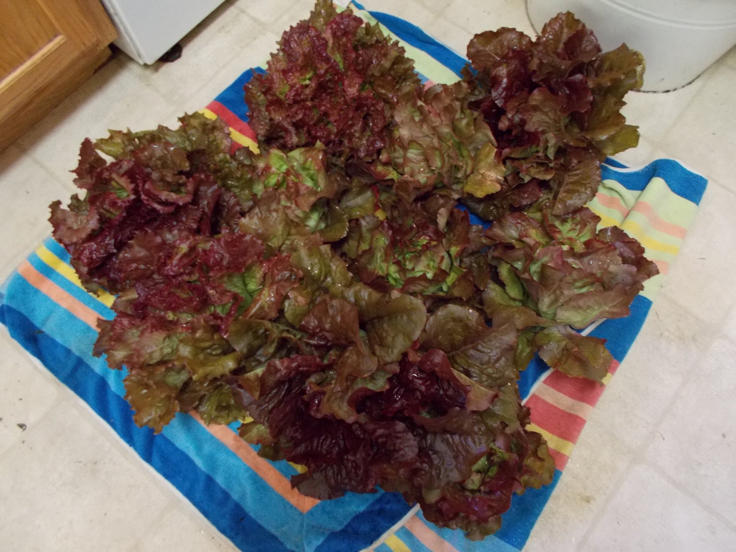 SALE Mixed Lettuce Seed Spring Mix mescalin seeds Organic