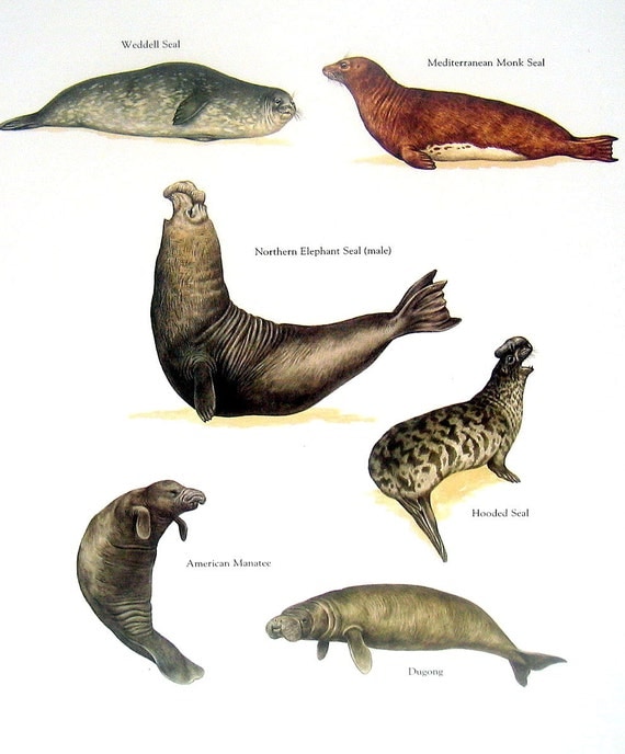 Hooded Seal American Manatee Dugong Northern Elephant Seal