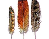 Sparrow Hawk, Red Tailed Hawk, Cooper's Hawk  - Birds of Prey - Archival Feather Print - jodyvanB