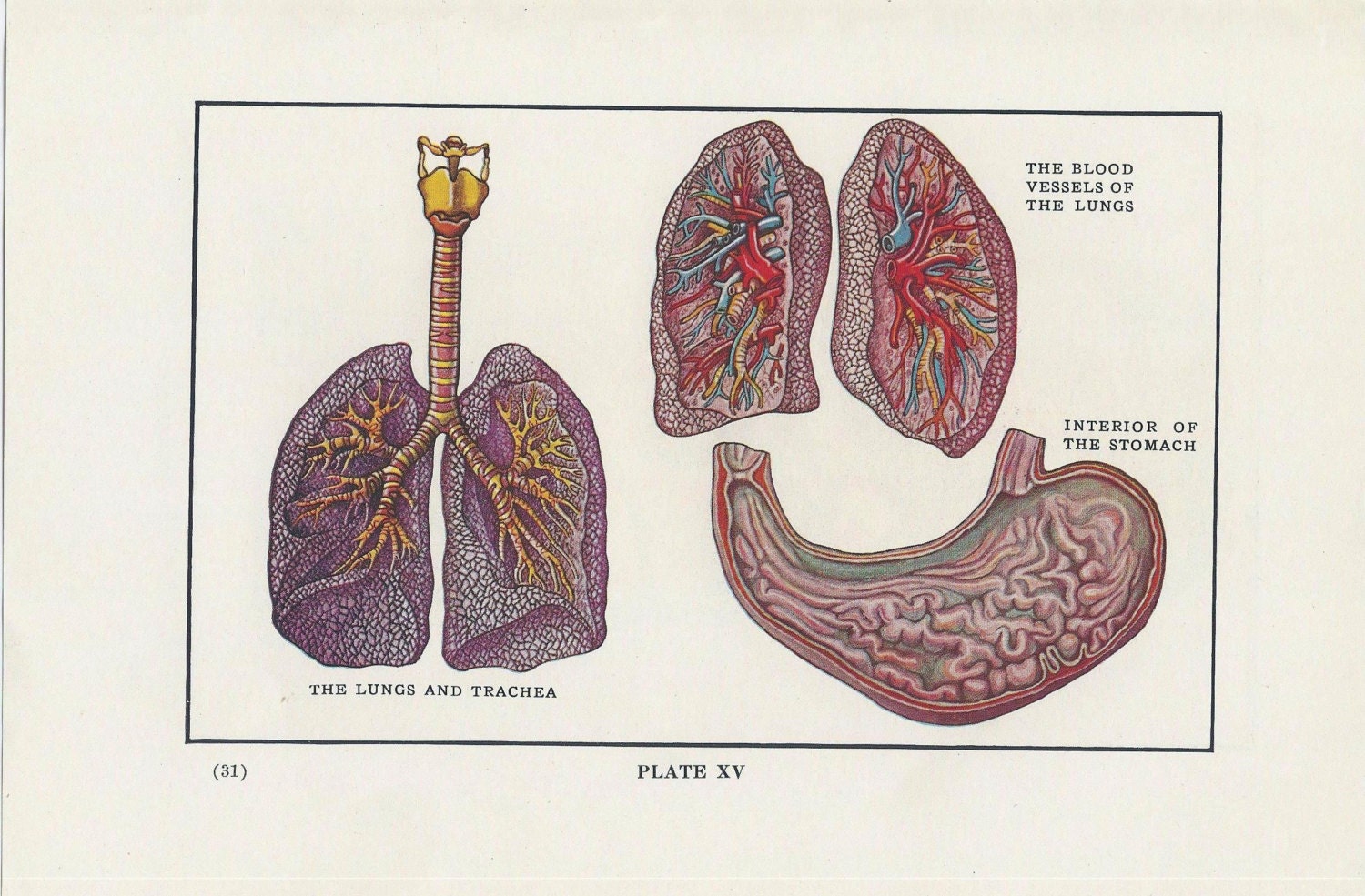 Items similar to Lungs, Trachea, Stomach, Anatomy, Vintage Medical ...