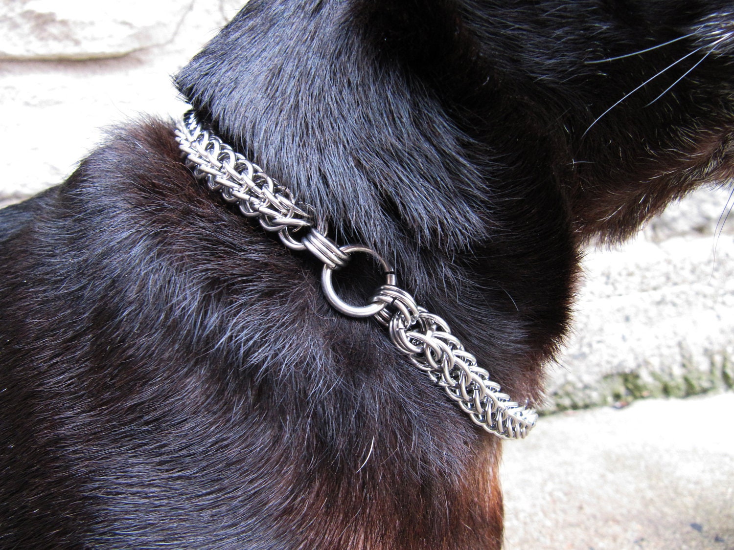 Chainmaille Dog Collar