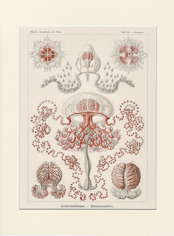 1900 Antique Haeckel Jellyfish Lithograph Print - Original Lithograph - First Edition - Rare Ocean Nature Print - Luxury Wall Decor Art