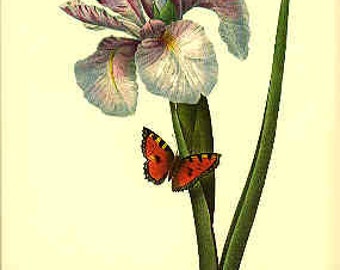 Redoute Botanical Iris Print - Iris - 60 - Iris Print - Botanical Print - Purple Iris Print - Iris - Purple Iris