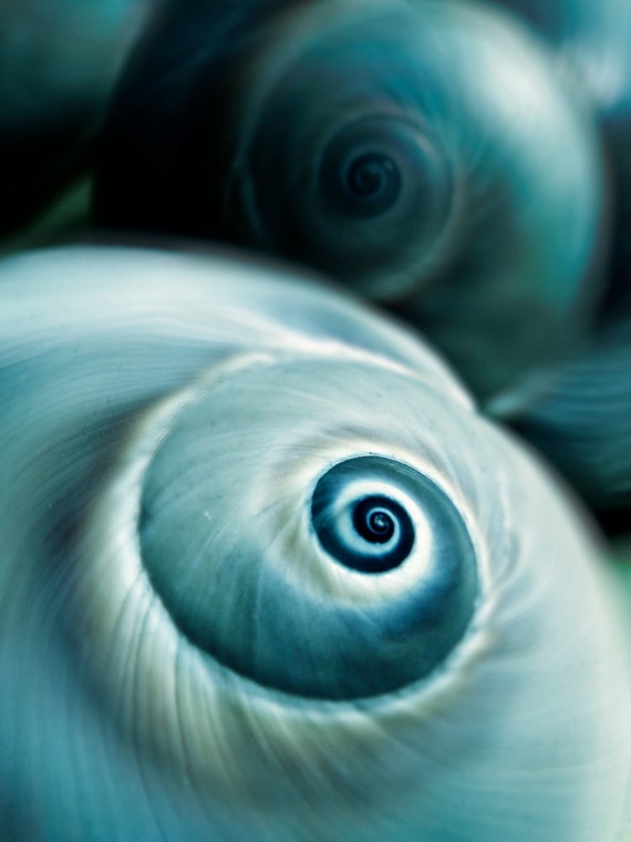 Nature Photography Shells Aqua Beach Fine Art Print Home