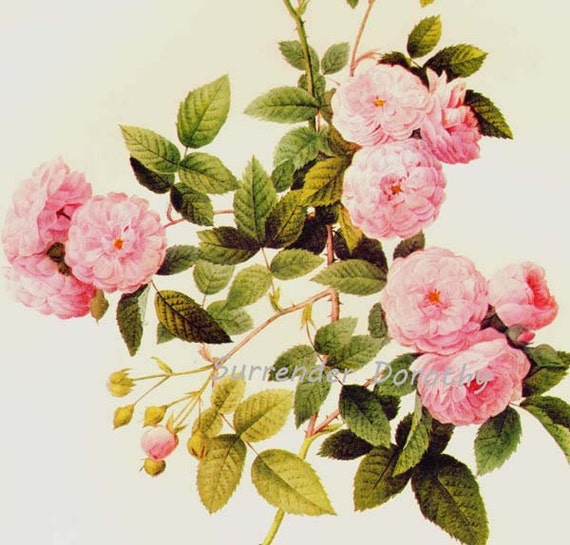 Wild Bramble Rose Rosa Multifolia Carnea Redoute Vintage