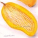 Cecil Mango 1910 USDA Botanical Lithograph Department Of Agriculture Edwardian Era Print To Frame