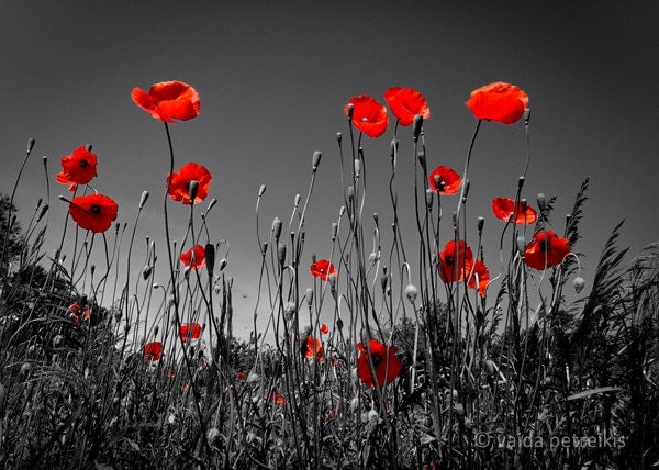 Poppy wall decor 5x7 inches fine art photograph Blood red